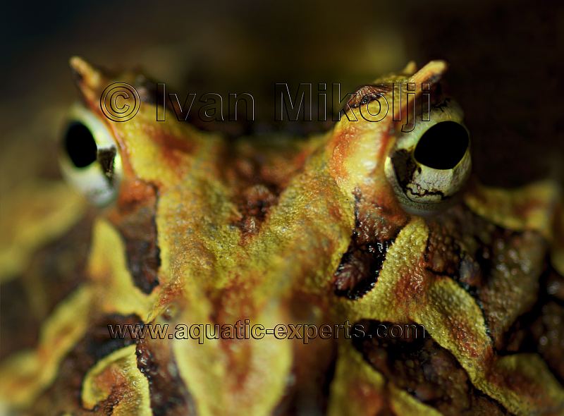 venezuelan pac man toad